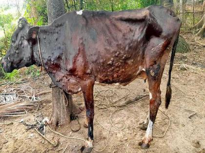 pune news 15 deaths due to lumpy skin disease in the district; 60 percent of animals vaccinated | लम्पी चर्मरोगाचे जिल्ह्यात १५ बळी;६० टक्के जनावरांचे लसीकरण पूर्ण pune news 15 deaths due to lumpy skin disease in the district; 60 percent of animals vaccinated | लम्पी चर्मरोगाचे जिल्ह्यात १५ बळी;६० टक्के जनावरांचे लसीकरण पूर्ण