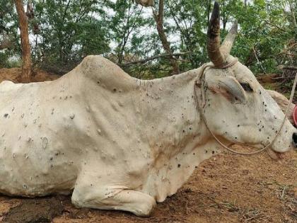 Sick animals in the market will also be quarantined Measures to prevent the spread of lumpy | बाजारातील आजारी जनावरेही होतील आता क्वारंटाईन; लम्पीचा प्रसार रोखण्यासाठी उपाययोजना