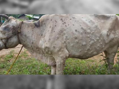 Preventive measures in the wake of lumpy outbreak Survey of stables cowsheds in Mumbai started | 'लम्पी' रोखण्यासाठी मुंबईतील तबेले, गोशाळांचे सर्वेक्षण सुरु