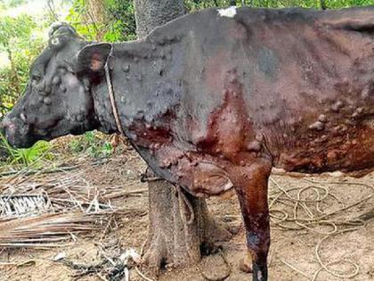 Lumpy outbreak increased in Ratnagiri district, 752 animals infected | रत्नागिरी जिल्ह्यात लम्पीचा प्रादुर्भाव वाढला, ७५२ जनावरांना लागण