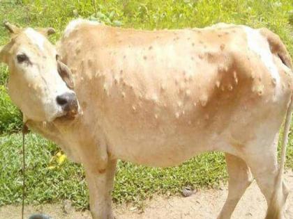 Lumpy killed three livestock in Satara district | सातारा जिल्ह्यात लम्पीने तीन पशुधनाचा बळी, आतापर्यंत ९१ जनावरे बाधित 