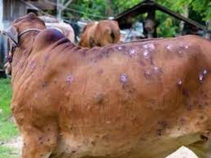 Intrusion of Lumpy Disease in Beed District; Farmer-dairy concern | बीड जिल्ह्यात लंपी आजाराचा शिरकाव; शेतकरी-दुग्धव्यावसायिक चिंतेत 