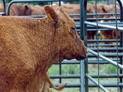 Entry of 'Lumpi' skin disease of animal in Jalna after Beed; 5 animals affected in Bhokardan taluka | बीडनंतर जालन्यात 'लंपी'चा शिरकाव; भोकरदन तालुक्यातील ५ जनावरे बाधित