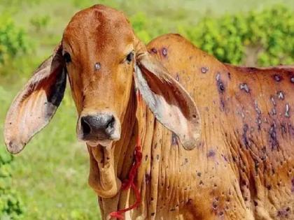 Thousands of animals affected by Lumpy disease in Kavthemahankal, Walwa, Miraj in Sangli district | सांगली जिल्ह्यात कवठेमहांकाळ, वाळवा, मिरजेत लम्पीचा शिरकाव; हजारो जनावरे बाधित 