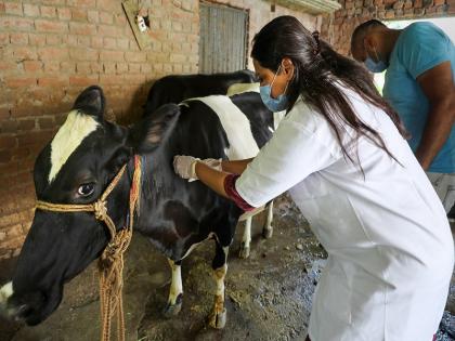 Lumpy vaccine dose to 1 crore cattle in the state; Vaccination completed in five districts | Maharashtra| राज्यात १ कोटी गुरांना लम्पी प्रतिबंधक लसीकरणाचा डोस; ५ जिल्ह्यात लसीकरण पूर्ण