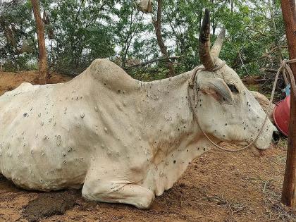 Now lumpy animals will also be 'quarantine'; Announcement of CM Eknath Shinde | आता लम्पी जनावरांनाही करणार ‘क्वारंटाईन’; मुख्यमंत्री एकनाथ शिंदेंची घोषणा 