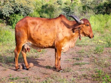 Allow production of Lumpy vaccine Proposal from Animal Husbandry and Dairying Department | लम्पीवरील लसीच्या उत्पादनाची परवानगी द्या; पशुसंवर्धन व दुग्धव्यवसाय विभागाकडून प्रस्ताव Allow production of Lumpy vaccine Proposal from Animal Husbandry and Dairying Department | लम्पीवरील लसीच्या उत्पादनाची परवानगी द्या; पशुसंवर्धन व दुग्धव्यवसाय विभागाकडून प्रस्ताव