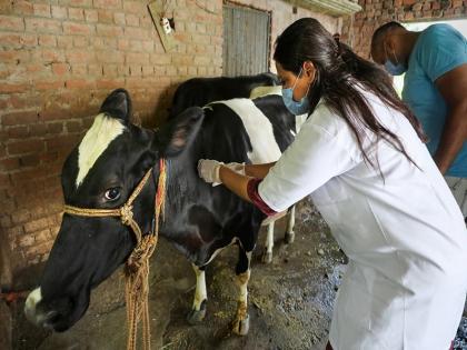 Lumpy Skin Disease in the maharashtra 16 thousand animals were killed | Lumpy | राज्यात लम्पीचा धुमाकूळ; १६ हजार जनावरे दगावली