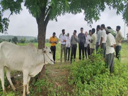 Lumpy virus's entry in wardha too; Symptoms observed in seven animals | वर्ध्यातही लम्पीचा शिरकाव; सात जनावरांमध्ये आढळली लक्षणे