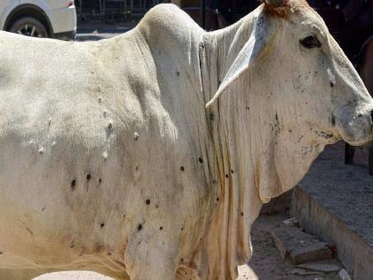 'Lumpi Virus Pe Charcha' now started in the villages; Innovation initiative of Chargaon veterinary clinic | गावागावांमध्ये आता रंगू लागल्या ‘लम्पी राेग पे चर्चा’; चारगावच्या पशुवैद्यकीय दवाखान्याचा नावीन्यपूर्ण उपक्रम