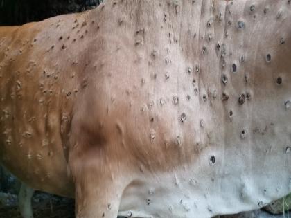 Lumpy Skin Disease: New virus threat during Corona-monkeypox, 999 cows-buffalo deaths | Lumpy Skin Disease: कोरोना-मंकीपॉक्सदरम्यान नवीन विषाणूचा धोका, 999 गायी-म्हशींचा मृत्यू