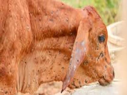 16 animals die of lumpy skin disease in Satara district, 354 animals infected so far | सातारा जिल्ह्यात लम्पी चर्मरोगाने १६ जनावरांचा मृत्यू, कोणत्या तालुक्यात सर्वाधिक बाधित.. वाचा 16 animals die of lumpy skin disease in Satara district, 354 animals infected so far | सातारा जिल्ह्यात लम्पी चर्मरोगाने १६ जनावरांचा मृत्यू, कोणत्या तालुक्यात सर्वाधिक बाधित.. वाचा