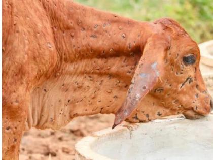 Lumpy skin disease crisis in Satara district is over, 20 thousand animals are affected so far | सातारा जिल्ह्यातील लम्पी चर्मरोगाचे संकट संपले, आतापर्यंत २० हजार जनावरे बाधित 