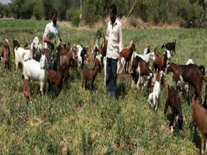 The rocks open for the goats and goats | शेळ्या-मेंढ्यांसाठी रान मोकळे