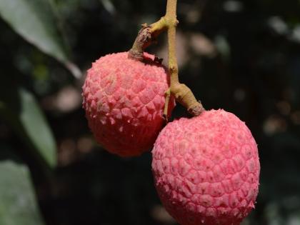 want to eat lychee come on to bordi | लिची खायचीय? चला, बोर्डीला!