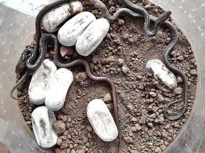 After 65 days, 10 snakes are born from 11 egg | ६५ दिवसांनी ११ अंड्यांतून १० सर्पांचा जन्म