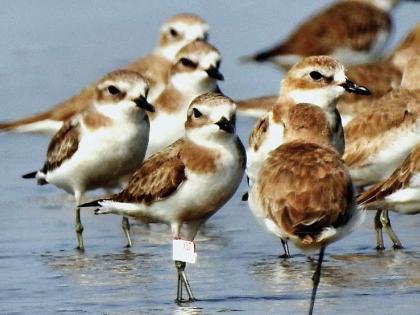 Birds tagged by BNHS were found near 'Akshi' | बीएनएचएसने टॅग केलेले पक्षी ‘आक्षी’जवळ आढळले