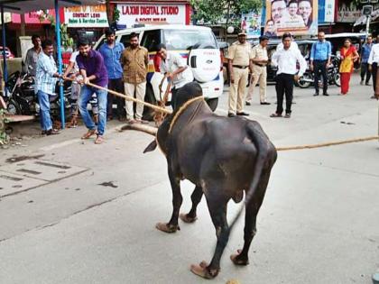 The bull caught again in front of the IIT gate | आयआयटी गेटसमोर पुन्हा पकडला बैल