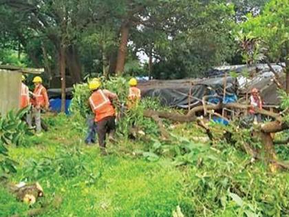 Only 5 trees were cut down for the Metro's Carshed ;; MMRCL urges for accurate information | मेट्रोच्या कारशेडसाठी फक्त ५०० झाडे तोडली?; एमएमआरसीएलने नेमकी माहिती देण्याचा आग्रह