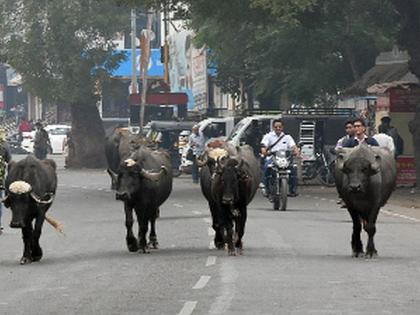 View of the cattle marathon on the main road | मुख्य रस्त्यावर गुरांच्या ‘मॅरेथॉन’ चे दर्शन