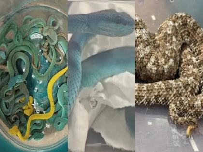 Thailand Return Indian national arrested by the Customs Officers from Mumbai Airport for bringing 47 snakes and 5 turtles | थायलंड फिरून परतला, पण एकटा नाही...! तरुणाची बॅग उघडताच मुंबई विमानतळावर सगळ्यांनाच बसला धक्का