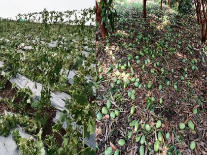 Damage to mango and vineyards in Maan taluka satara | माण तालुक्यात वळवाने आंबा, द्राक्ष बागांचे नुकसान