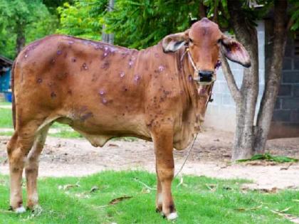 Wardha district has the highest number of animal deaths due to lumpy skin disease in Nagpur division | लम्पी आजारामुळे नागपूर विभागात सर्वाधिक जनावरांचा मृत्यू वर्धा जिल्ह्यात