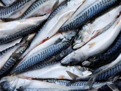 Mackerel catch doubles in Goa this year | खुशखबर ! गोव्यात एका वर्षातच बांगड्यांचे उत्पन्न दुप्पट, प्रजननासाठी स्थलांतर केल्याची शक्यता