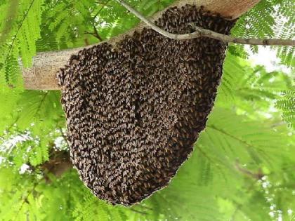 Old man dies from bee sting; Incident at Patkhal satara district | दुर्दैवी! मधमाश्या चावल्याने वृद्धाचा मृत्यू; पाटखळ येथील घटना