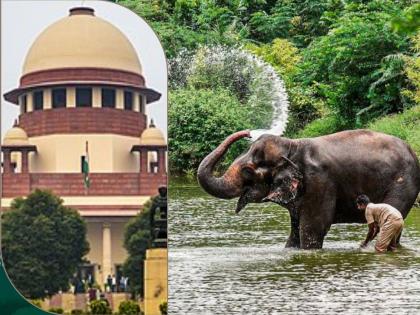 High-level committee should take decision on Mahadevi elephant, Supreme Court says; PETA opposes sending elephant to monastery | 'महादेवी'चा निर्णय उच्चस्तरीय समितीने घ्यावा, सर्वोच्च न्यायालय; हत्तीण मठाकडे पाठविण्यास ‘पेटा’चा विरोध High-level committee should take decision on Mahadevi elephant, Supreme Court says; PETA opposes sending elephant to monastery | 'महादेवी'चा निर्णय उच्चस्तरीय समितीने घ्यावा, सर्वोच्च न्यायालय; हत्तीण मठाकडे पाठविण्यास ‘पेटा’चा विरोध