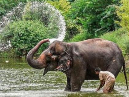 Madhuri elephant: माधुरी'च्या आरोग्याबाबत समाधानकारक अहवाल, आजच्या सुनावणीत काय झालं.. वाचा Madhuri elephant: माधुरी'च्या आरोग्याबाबत समाधानकारक अहवाल, आजच्या सुनावणीत काय झालं.. वाचा