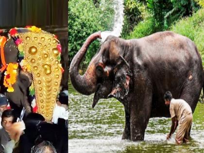 peta india post on social media for madhuri mahadevi elephant said justice after 33 years and finally found peace and companionship at a sanctuary | “३३ वर्षांनंतर महादेवीला न्याय, जिथे आहे तिकडे सुखरूप”; पेटा इंडियाचे समर्थन, मठाला सल्ला