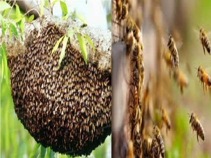 Woman seriously injured in bee attack in Ajara taluka kolhapur district | मधमाशांच्या हल्ल्यात वझरे येथील वृद्ध महिला गंभीर जखमी