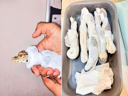 trafficking in baby crocodiles; Two arrested at Mumbai airport | मगरींच्या पिल्लांची तस्करी; मुंबई विमानतळावर दोघांना अटक