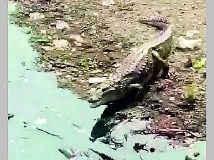 finally the crocodile spotted in nagpur nag river caught in the trap | कोंबडी खाण्यासाठी आली अन् जाळ्यात अडकली मगर