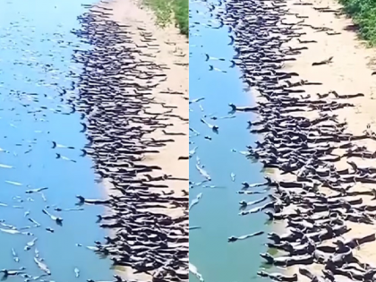 Trending Video: Terrifying scene on beach, hundreds of alligator gathered, watch the video... | Trending Video: समुद्र किनारी दिसले भयानक दृश्य, व्हिडिओ पाहून तुमचाही डोळ्यांवर विश्वास बसणार नाही...