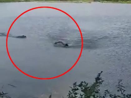 crocodile chased the man swimming in the river, was about to reach the shore | VIDEO: नदीत पोहणाऱ्या तरुणाच्या मागे लागली मगर, किनाऱ्यावर पोहचण्यापूर्वीच...