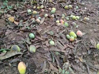 Unseasonal rains also hit the mango cashew crop - farmers worried | अवकाळी पावसाचा आंबा काजू पिकालाही फटका - शेतकरी चिंताग्रस्त