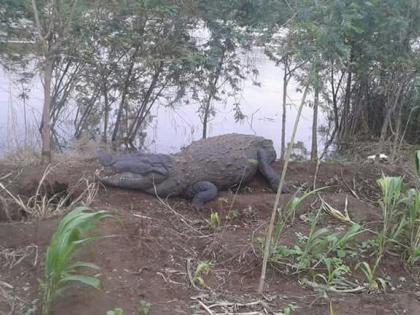 Crocodile sighting at Hebbal | हेब्बाळ येथे मगरींचे दर्शन,काठावरील गावांना सावधानतेचा इशारा