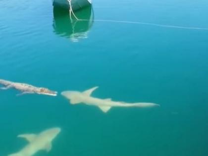 two sharks and crocodile face each other watch viral video to know what happens next | मगर अन् शार्क एकमेकांच्या समोर आले, अन् पुढे जे झालं ते पाहुन तुमचा होईल थरकाप!