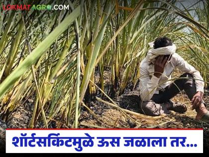 Latest News If sugarcane burns due to short circuit, compensation from mahavitaran | शॉर्टसर्किटमुळे ऊस जळाला तर, वीज कंपनीकडून नुकसानभरपाई कशी मिळवायची? वाचा सविस्तर Latest News If sugarcane burns due to short circuit, compensation from mahavitaran | शॉर्टसर्किटमुळे ऊस जळाला तर, वीज कंपनीकडून नुकसानभरपाई कशी मिळवायची? वाचा सविस्तर