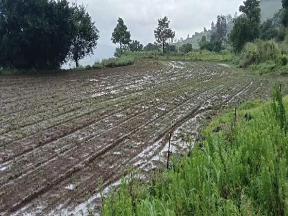 Crops in Mahabaleshwar taluka suffer major damage due to rain | ग्राउंड रिपोर्ट: वाटाणा सडला; शेतकरी रडला!, अतिवृष्टीमुळे महाबळेश्वर तालुक्यातील पिकांना मोठा फटका Crops in Mahabaleshwar taluka suffer major damage due to rain | ग्राउंड रिपोर्ट: वाटाणा सडला; शेतकरी रडला!, अतिवृष्टीमुळे महाबळेश्वर तालुक्यातील पिकांना मोठा फटका