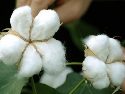 Mahabeej will bring new cotton bolgard varieties! | महाबीज आणणार नवे कापसाचे बोलगार्ड वाण!