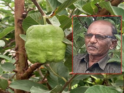 Mahadev Sawant, a farmer of Sangli district, developed a new variety of guava named Mahadev Seedless | बिनबियांचे पेरू! सांगली जिल्ह्यातील आष्ट्याच्या शेतकऱ्याचे संशोधन