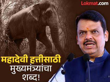 Chief Minister devendra fadnavis initiative for 'Mahadevi' elephant State government took a big decision; What was decided in the meeting? | Mahadevi Elephant : 'महादेवी' हत्तीसाठी मुख्यमंत्र्यांचा पुढाकार! राज्य सरकारने घेतला मोठा निर्णय; बैठकीत काय ठरलं? Chief Minister devendra fadnavis initiative for 'Mahadevi' elephant State government took a big decision; What was decided in the meeting? | Mahadevi Elephant : 'महादेवी' हत्तीसाठी मुख्यमंत्र्यांचा पुढाकार! राज्य सरकारने घेतला मोठा निर्णय; बैठकीत काय ठरलं?