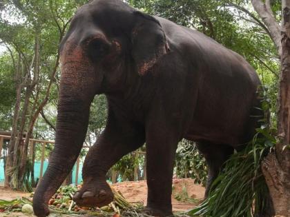 state government, Vantara, Nandani Math to submit joint petition to Supreme Court on Monday for Mahadevi elephant | महादेवी हत्तीणीसाठी सोमवारी सर्वाेच्च न्यायालयाला साकडे, राज्य सरकार, वनतारा, नांदणी मठ देणार एकत्रित विनंतीअर्ज