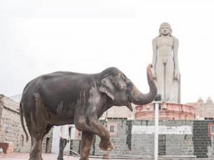 Solution to bring Mahadevi in today's meeting, Kolhapur residents eye the meeting | Mahadevi Elephant: 'महादेवी'ला आणण्याचा तोडगा आजच्या बैठकीत?, बैठकीकडे कोल्हापूरकरांच्या नजरा