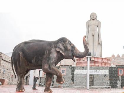 Will protest again for Mahadevi Elephant says Raju Shetty | Kolhapur: महादेवीसाठी पुन्हा आंदोलन करणार - राजू शेट्टी Will protest again for Mahadevi Elephant says Raju Shetty | Kolhapur: महादेवीसाठी पुन्हा आंदोलन करणार - राजू शेट्टी
