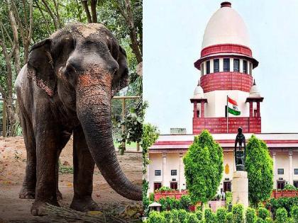State government seeks Supreme Court approval for Mahadevi Elephant, focus on next date | Kolhapur: ‘महादेवी’साठी राज्य सरकारची सर्वोच्च न्यायालयाकडे अनुमती, पुढच्या तारखेकडे लक्ष State government seeks Supreme Court approval for Mahadevi Elephant, focus on next date | Kolhapur: ‘महादेवी’साठी राज्य सरकारची सर्वोच्च न्यायालयाकडे अनुमती, पुढच्या तारखेकडे लक्ष