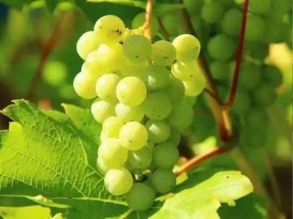 What's up ... 43,000 farmers in the state registered for grape export | क्या बात हैं... द्राक्ष निर्यातीसाठी राज्यातील ४३ हजार शेतकऱ्यांची नोंदणी